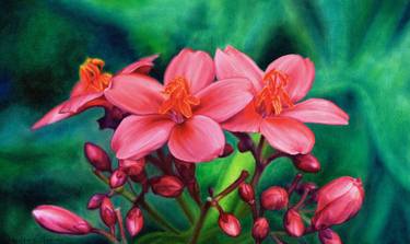 Pink (flower painting Peregrina, Jatropha) thumb