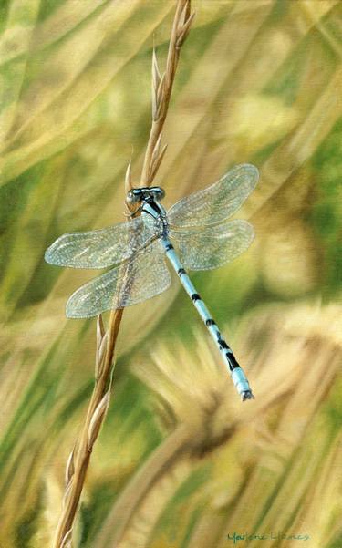Let Me Borrow Your Wings, dragonfly insect art nature thumb