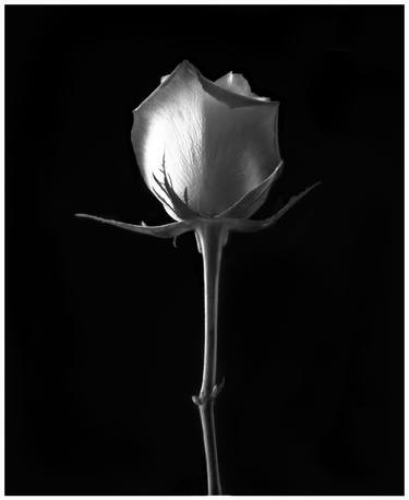 Saatchi Art Artist Gladys Patricia Vizcarra; Photography, “Peruvian rose - Limited Edition 1 of 5” #art