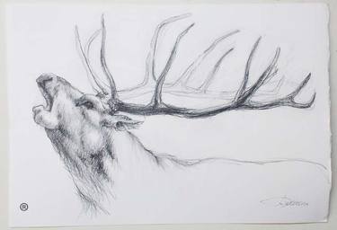 Original Animal Drawing by Juan Antonio Cordoba