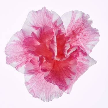 Print of Fine Art Floral Photography by Michael Miller