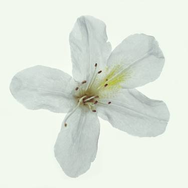 Print of Fine Art Floral Photography by Michael Miller