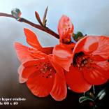 fleurs rouges by fernand lantelme