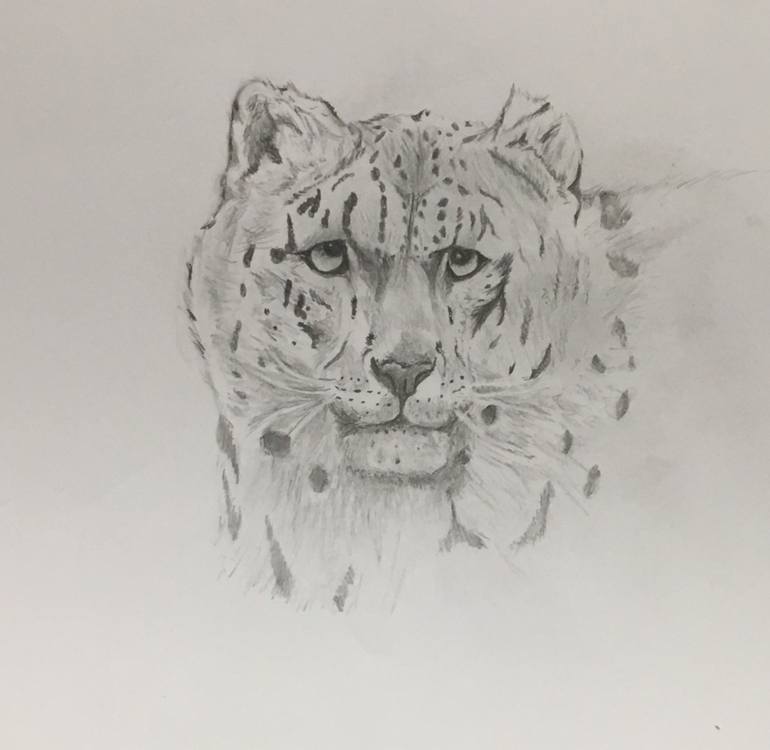 Rare Snow Leopard Drawing By Alexandra Jones Saatchi Art