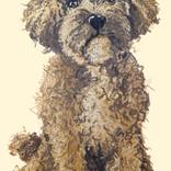 Maltipoo Dog by Valentyna Zasutska