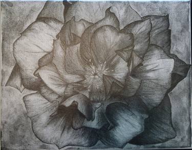 Print of Fine Art Floral Drawings by Jessica Casper