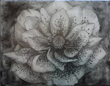 Print of Fine Art Floral Drawings by Jessica Casper