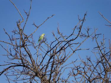 Bird on a tree thumb