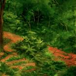 Collection Landscapes