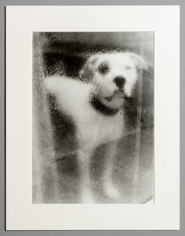 Original Contemporary Animal Photography by Federico Caponi