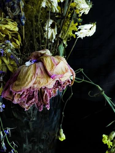 Original Fine Art Mortality Photography by Tamzin J Batteson