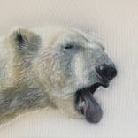 Bears by Anna Korinna