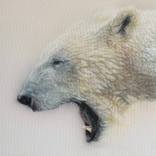 Bears by Anna Korinna