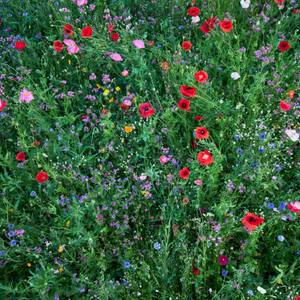 Collection Best of 2025: Photography