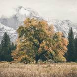 The Grateful Tree - Yosemite by Jin-Woo Prensena