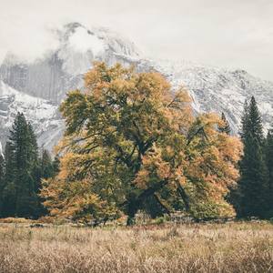 The Grateful Tree - Yosemite