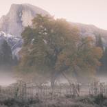 Bodhi Mist - Yosemite by Jin-Woo Prensena