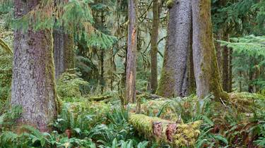 HOH RAINFOREST - Limited Edition of 25 thumb