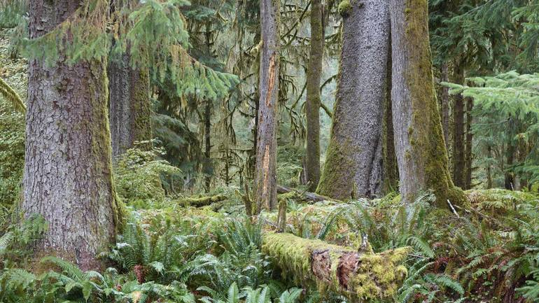 Hoh Rainforest I - Washington State - Limited Edition of 25