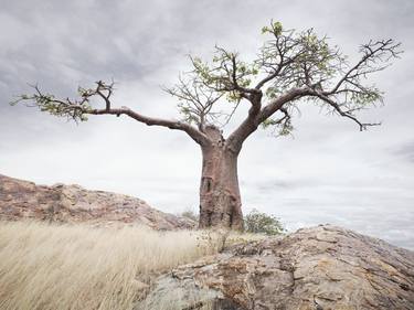 The Forever Tree - Botswana thumb