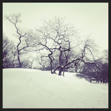 Deep Winter Central Park - Limited Edition Print thumb