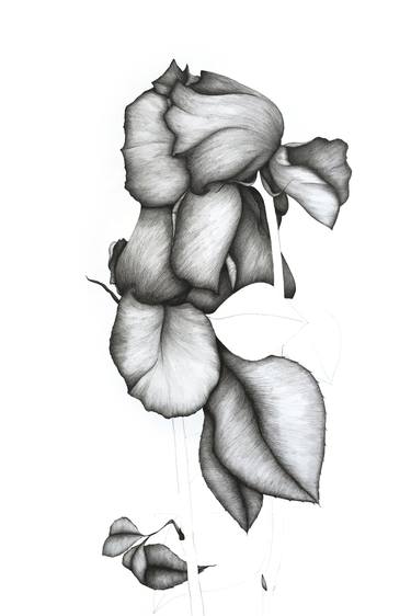 Original Botanic Drawings by Daria Alexandrova