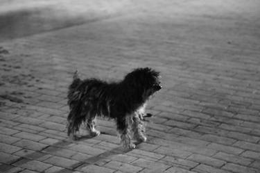 Original Dogs Photography by Kathleen Krauland