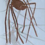 Collection Spiders