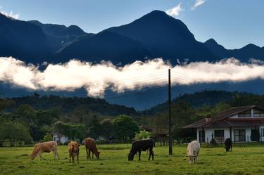 Cows Grazing with Mountains in the Background thumb