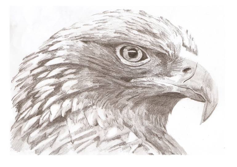 Eagle Drawing by Grant Hudson | Saatchi Art