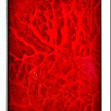 Red Mirror by Samanta Malavasi