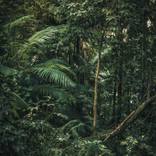 Green Forest by Luciana Arena