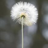 Dandelion Flower by Luciana Arena
