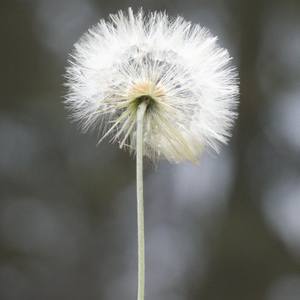 Dandelion Flower