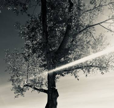 Print of Fine Art Tree Photography by Melpomeni Georgeadis