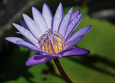 Water Lily 2 thumb