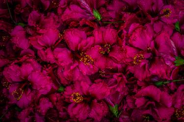 Print of Conceptual Floral Photography by Raahul Khadaliya