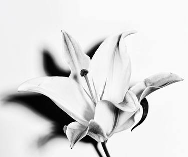 Original Botanic Photography by Trevor Godinho