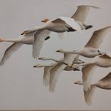 The wings of freedom by zdenka zouharova