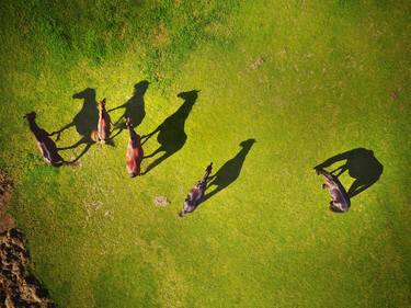 Horse Shadows - Limited Edition Metal Prints 1 of 20 thumb