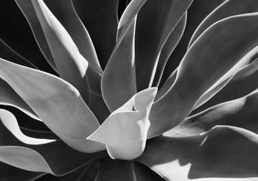 Print of Abstract Botanic Photography by Raquel Winn